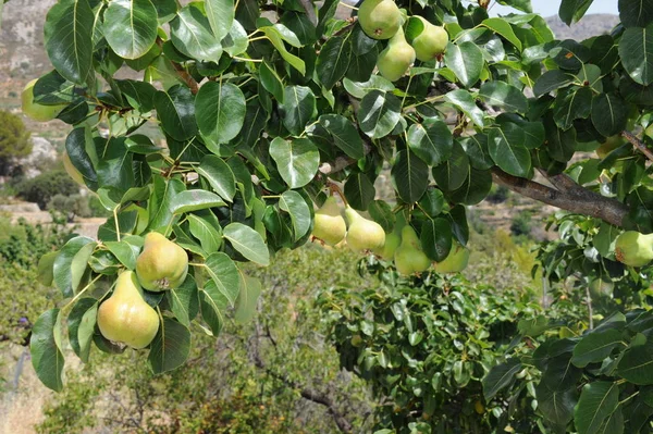 Birnbaum Spanien — Stockfoto