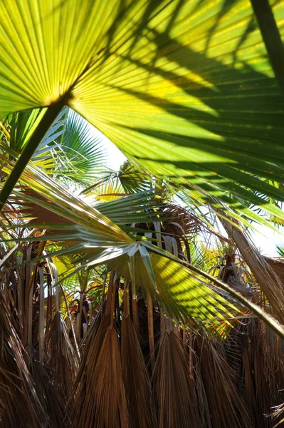 Palmbomen Spanje Maagdelijk Bos — Stockfoto