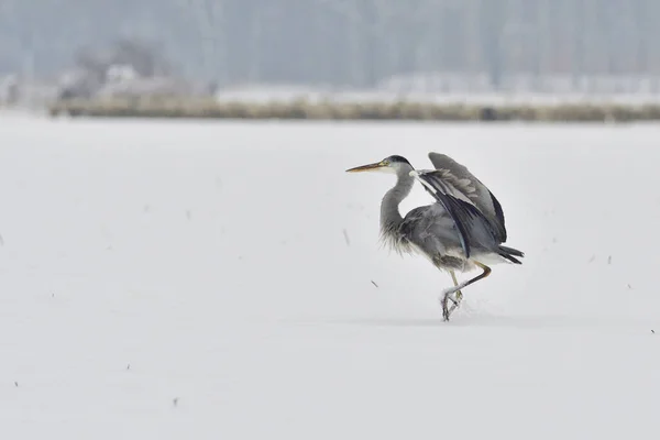 Vedere Pitorească Păsărilor Heron Natură — Fotografie, imagine de stoc