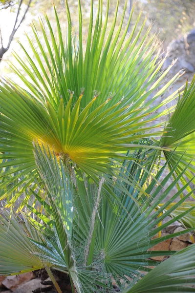 Palmeiras Espanha Floresta Virgem — Fotografia de Stock