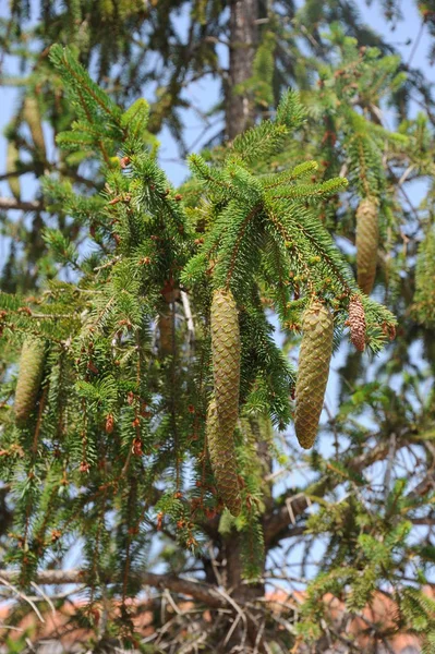 Naaldbomen Dennenappels — Stockfoto