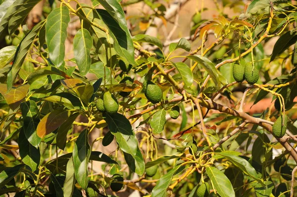 Aguacate Persea Americana —  Fotos de Stock