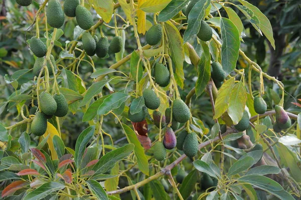 Avocadobaum Persea Americana — Stockfoto