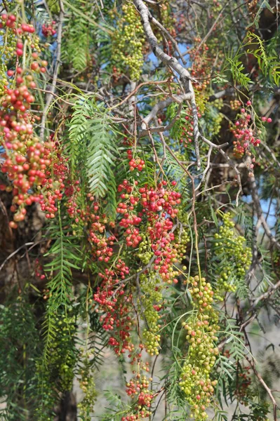 Δέντρο Κλαδιά Και Φύλλα Χλωρίδα Και Φύλλωμα — Φωτογραφία Αρχείου