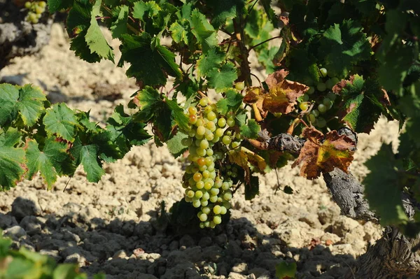 Agricultura Viñedos Racimos Campo — Foto de Stock