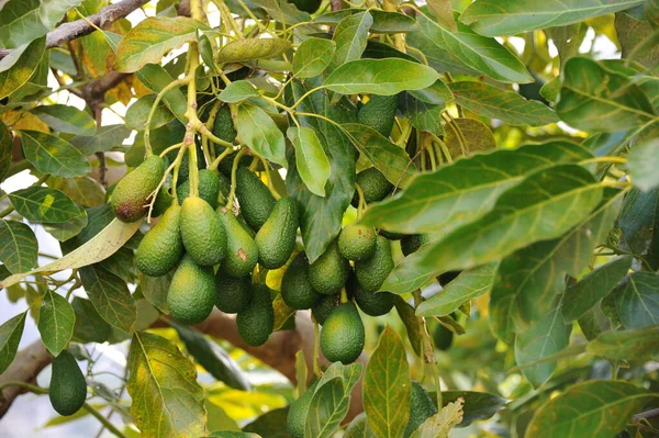 Avocado Boom Persea Americana — Stockfoto