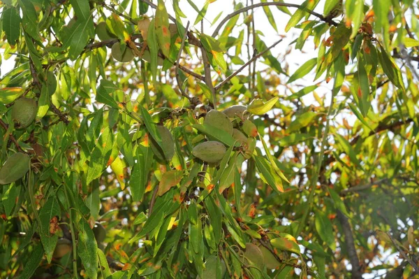 Amandier Flore Feuilles Dans Nature — Photo