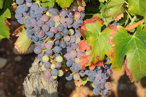 Agricultura Vinhas Cachos Rurais — Fotografia de Stock