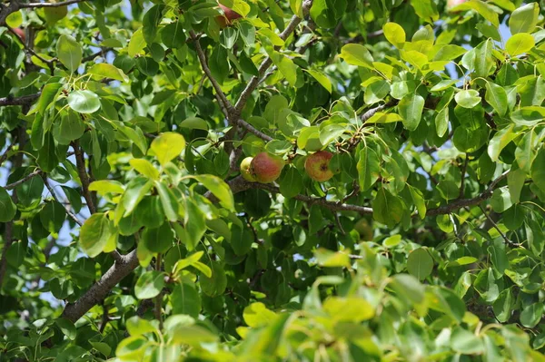 Árbol Pera Angustia — Foto de Stock