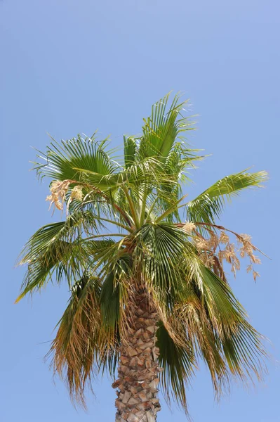 Palm Leaves Background Copy Space — Stock Photo, Image