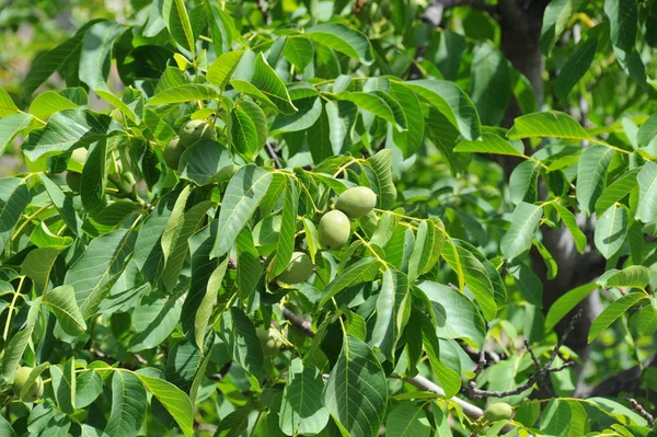 Amandelboom Flora Bladeren Natuur — Stockfoto