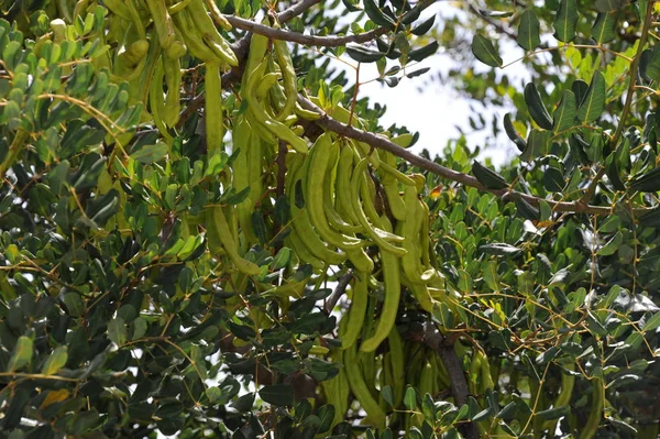 Avocadobaum Persea Americana — Stockfoto