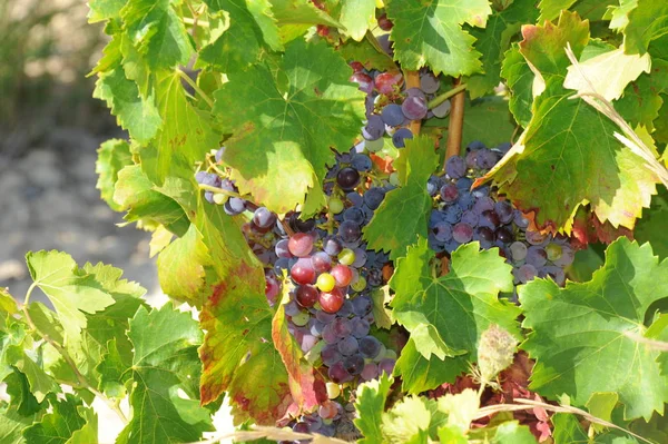 Campo Vinho Plantação Vinha Agrícola — Fotografia de Stock