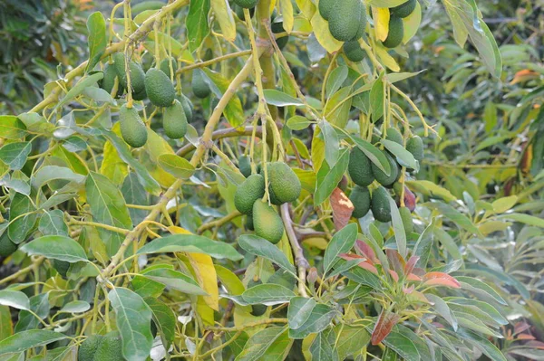 Avocado Persea Americana — Foto Stock