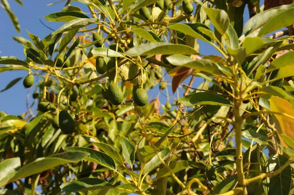 Avocado Albero Flora Fogliame — Foto Stock