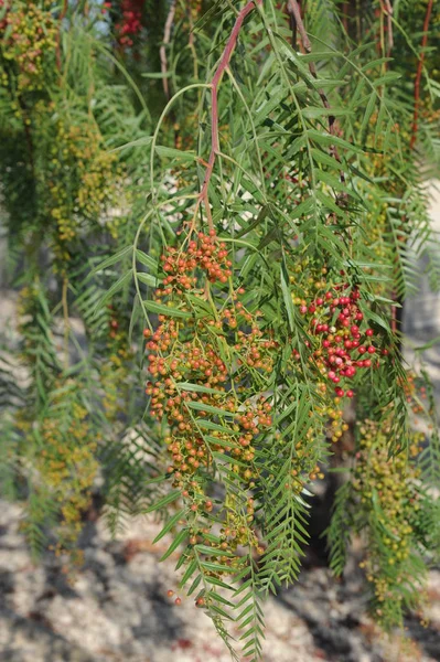 枝や葉 植物や葉を持つ木は — ストック写真