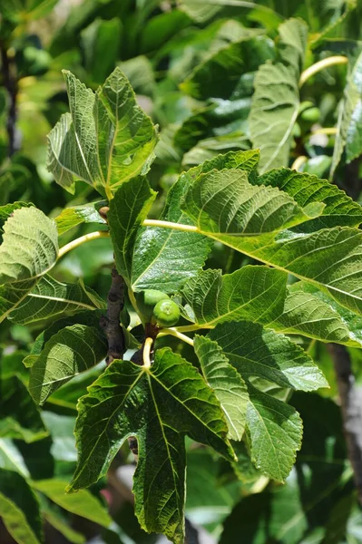 Fíkové Listy Ovocný Strom Přírodě — Stock fotografie
