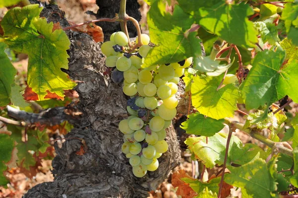 Landwirtschaft Auf Dem Land Weinberglandschaft Mit Pflanzen Und Bäumen — Stockfoto