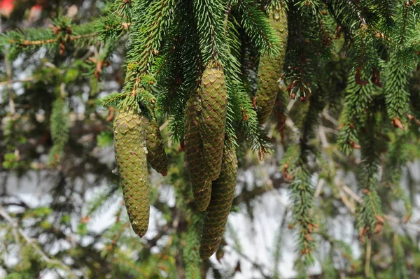 Naaldbomen Dennenappels — Stockfoto