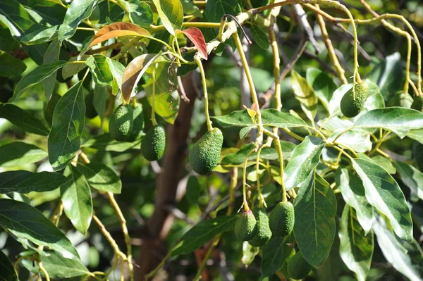 Aguacates Flora Follaje —  Fotos de Stock