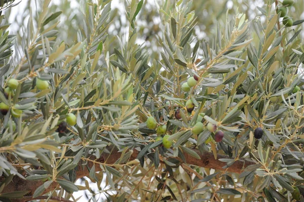 Oliven Auf Dem Baum Spanien Costa Blanca — Stockfoto