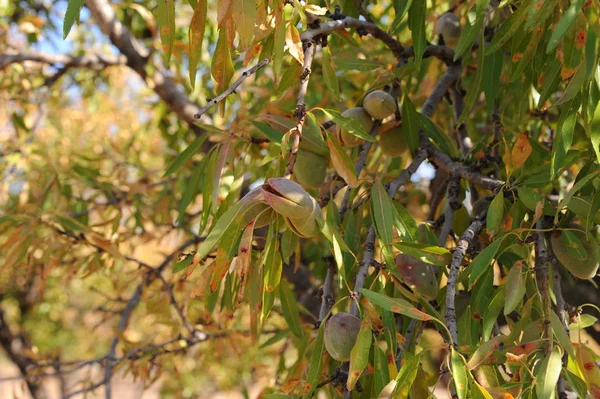 Almond Trees Spain — Stock Photo, Image