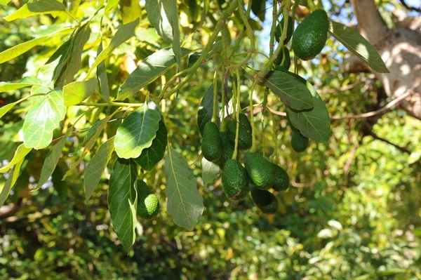 Abacates Árvore Flora Folhagem — Fotografia de Stock