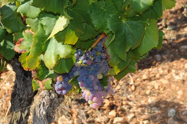 Landwirtschaft Auf Dem Land Weinberglandschaft Mit Pflanzen Und Bäumen — Stockfoto