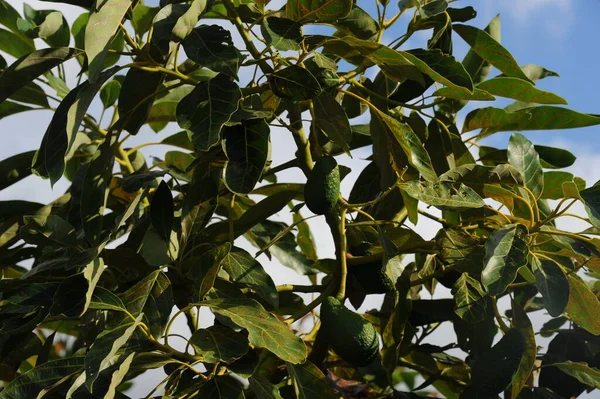 Avokado Ağacı Bitki Örtüsü Yapraklar — Stok fotoğraf