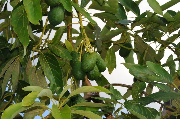 Avocado Albero Flora Fogliame — Foto Stock