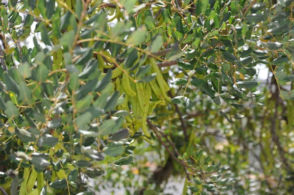 Αμυγδαλιά Χλωρίδα Και Φύλλα Στη Φύση — Φωτογραφία Αρχείου