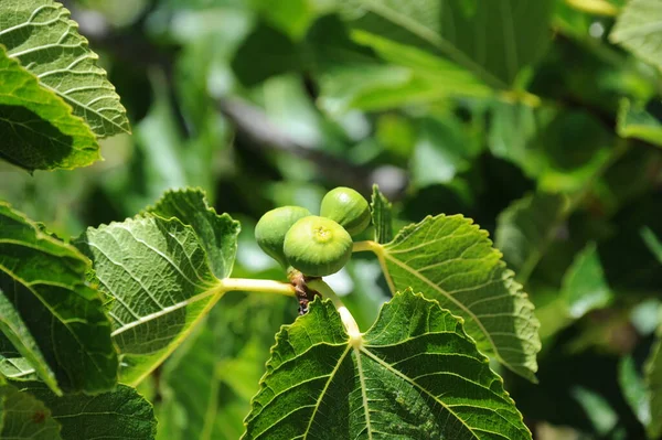 イチジクの木果樹の緑の葉 — ストック写真
