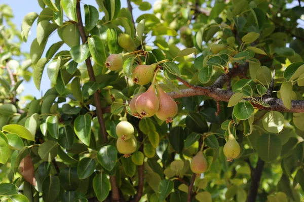 Pear Tree Fruit Tree Summer Flora Foliage — Stock Photo, Image