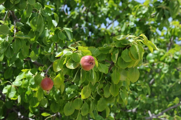 夏天果树 植物和树叶 — 图库照片