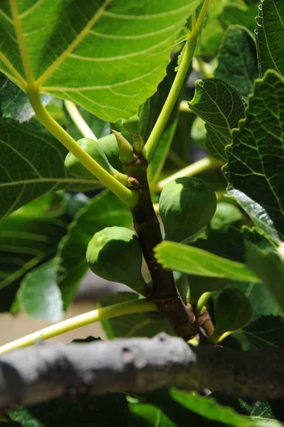 Figueira Folhas Verdes Árvore Frutífera — Fotografia de Stock