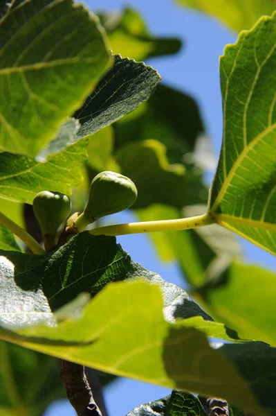 Fig Tree Green Leaves Fruit Tree — Stock Photo, Image