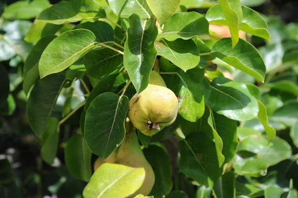 Peral Árbol Frutal Verano Flora Follaje — Foto de Stock