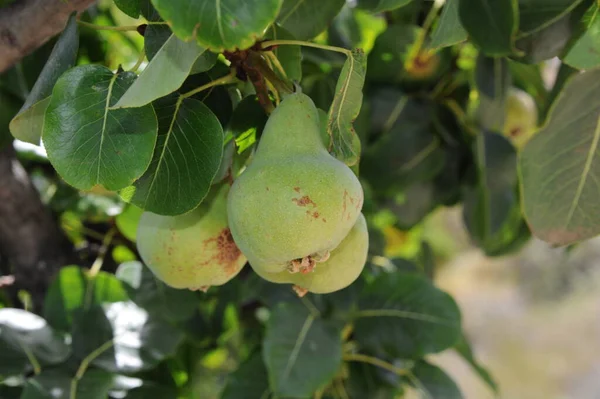 夏には洋ナシ 夏には果樹 植物や葉 — ストック写真