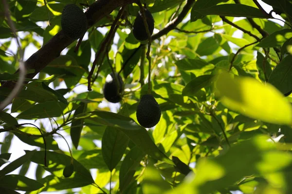 Avocado Boom Voedsel Groene Bladeren — Stockfoto