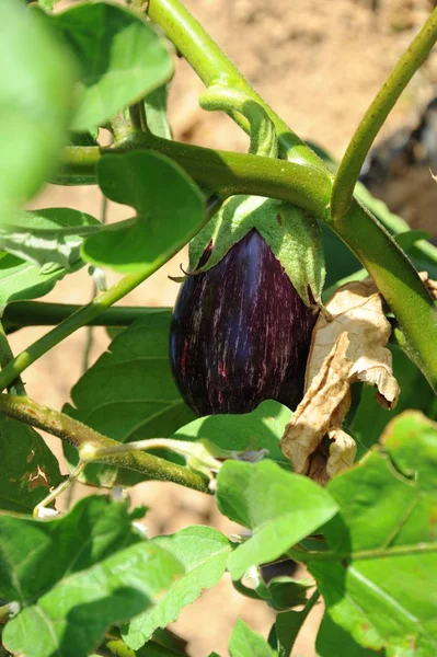 Auberginen Auberginen Spanien — Stockfoto