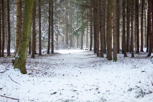 Sendero Invierno Con Nieve Una Reserva Natural Boscosa Estiria —  Fotos de Stock