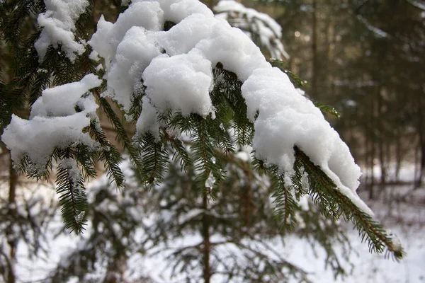 施蒂里亚森林自然保护区冬季雪地云杉树 — 图库照片