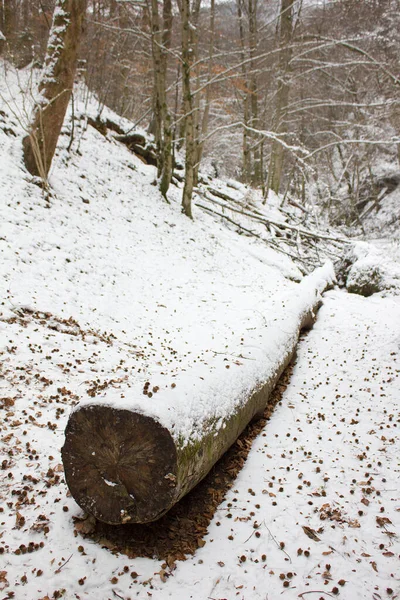 冬季树木 雪地在森林自然保护区 — 图库照片