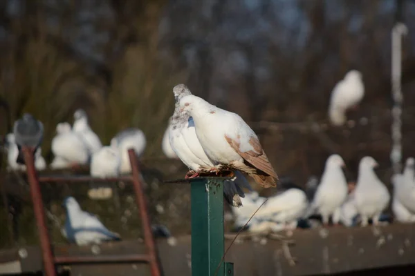 Brieftauben Züchten Post Auf Dem Dach — Stockfoto