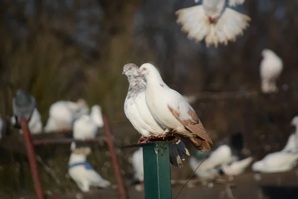 Breeding Pigeons Postal Sitting Roof — Stock Photo, Image