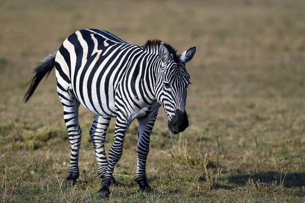 Κοπάδι Zebra Στη Σαβάνα Της Αφρικής — Φωτογραφία Αρχείου