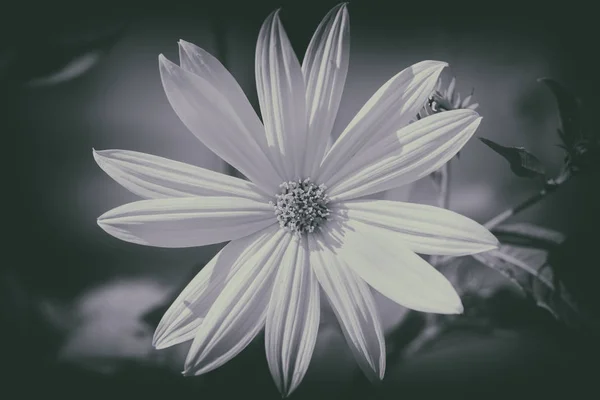 Jerusalem Artichoke Helianthus Tuberosus Einer Makroaufnahme Schwarz Weiße Konvertiten Mit — Stockfoto