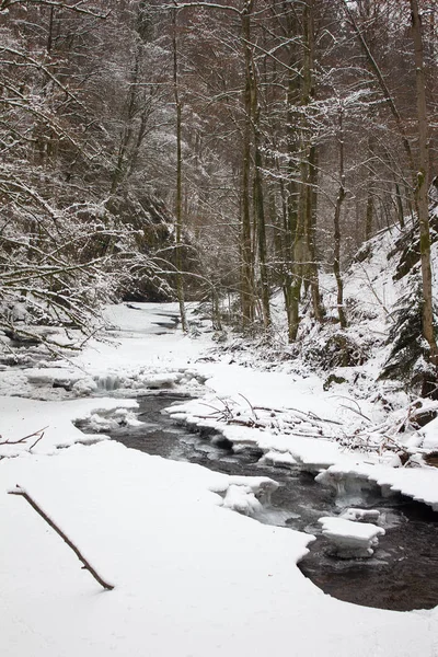 Paisagem Fluvial Regozijada Com Neve Inverno Uma Reserva Natural Florestal — Fotografia de Stock