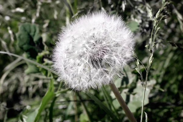 Zwischen Grünem Gras Nahaufnahme Flauschig Wird Durch Eine Weiße Blume — Stockfoto