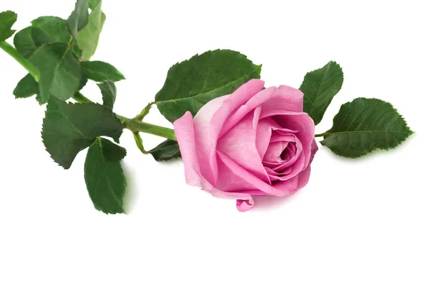 Grande Bella Rosa Rosa Con Foglie Presentato Sfondo Bianco — Foto Stock